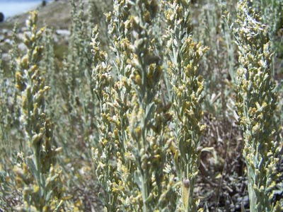 Gray Jay Press- Sagebrush Heart- sagebrush flowers